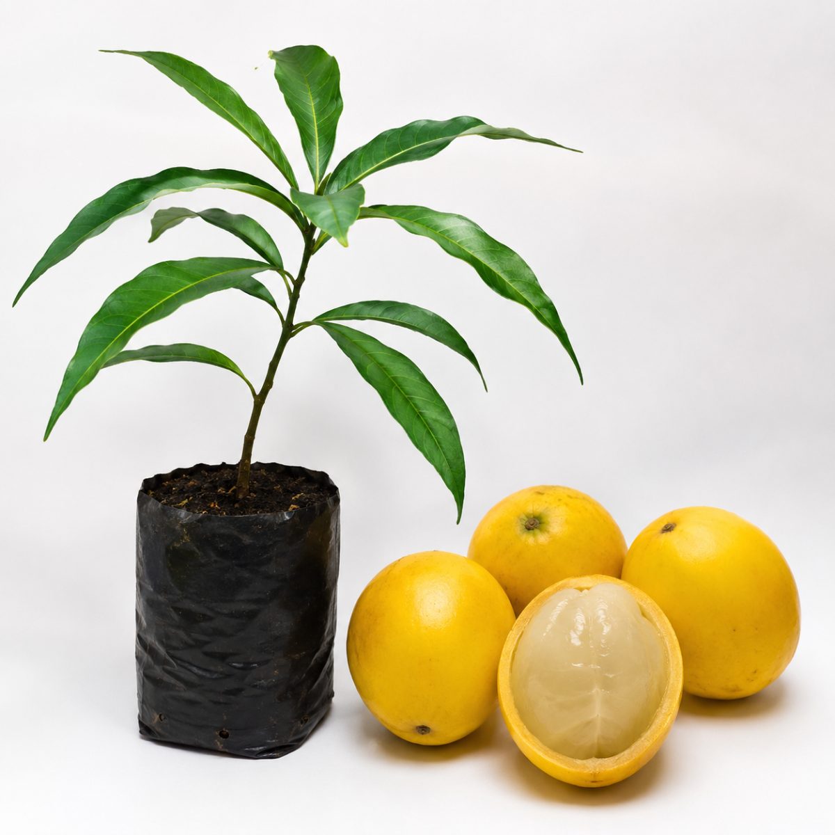 Abiu Amarelo