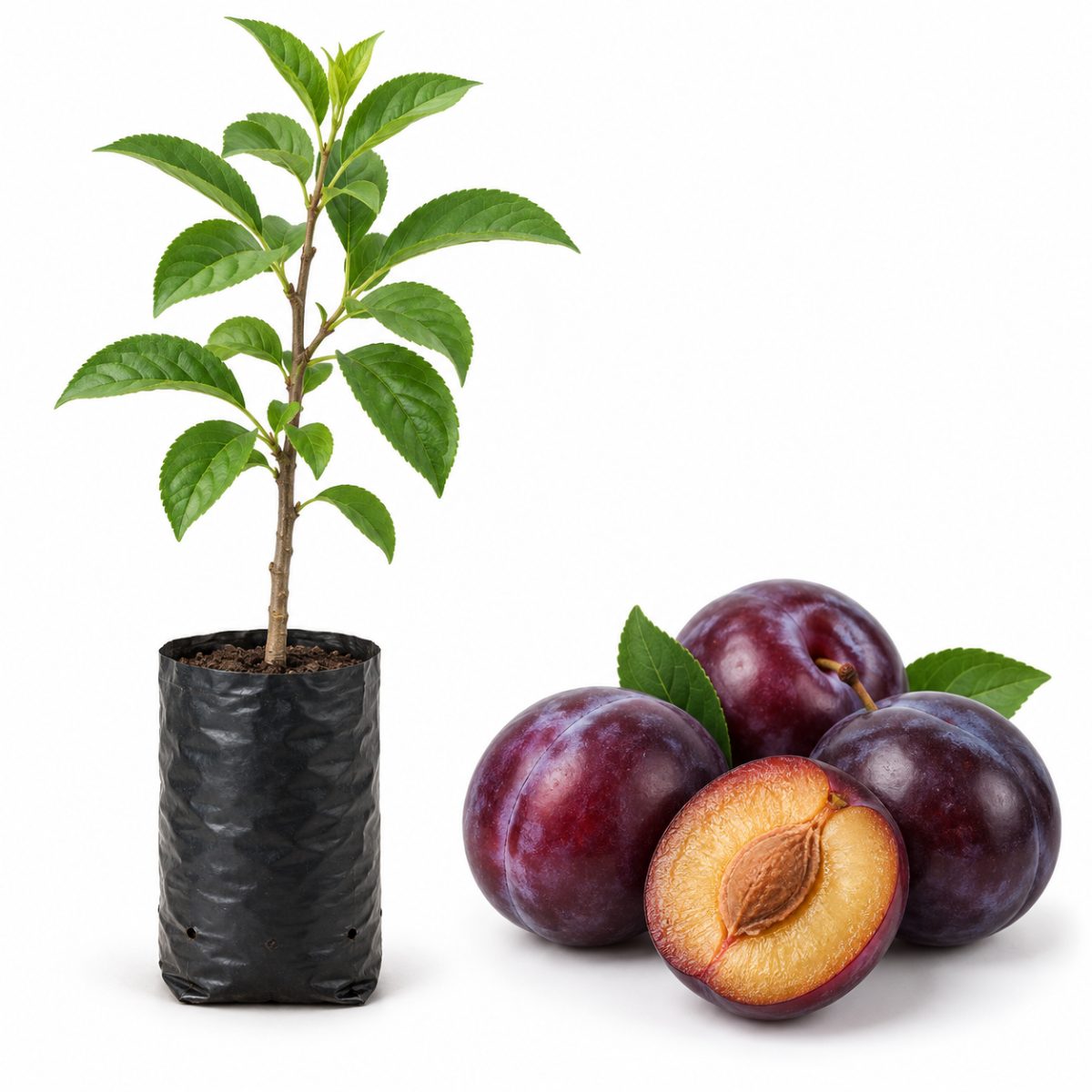 Ameixa Roxa