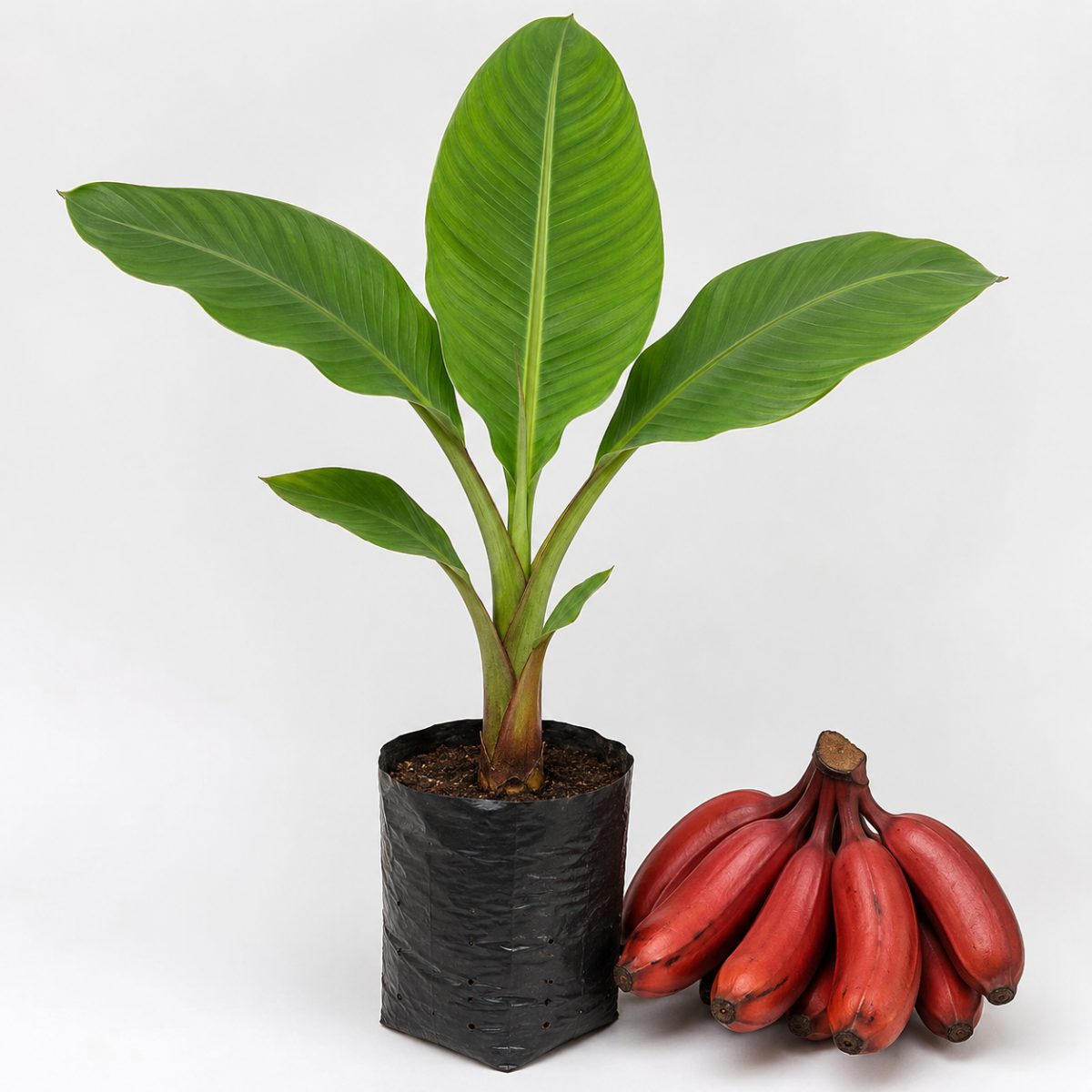 Banana Vermelha