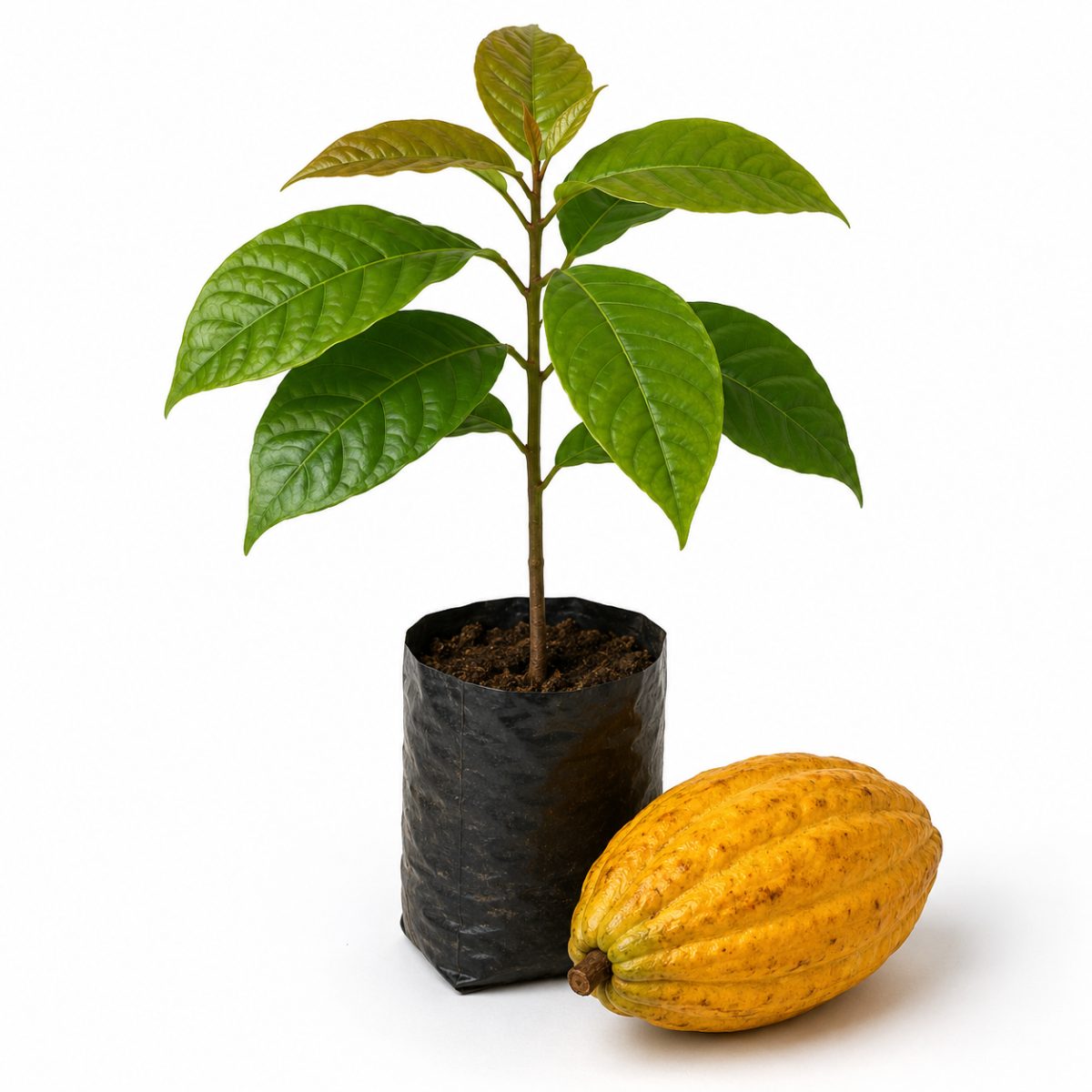 Cacau Amarelo