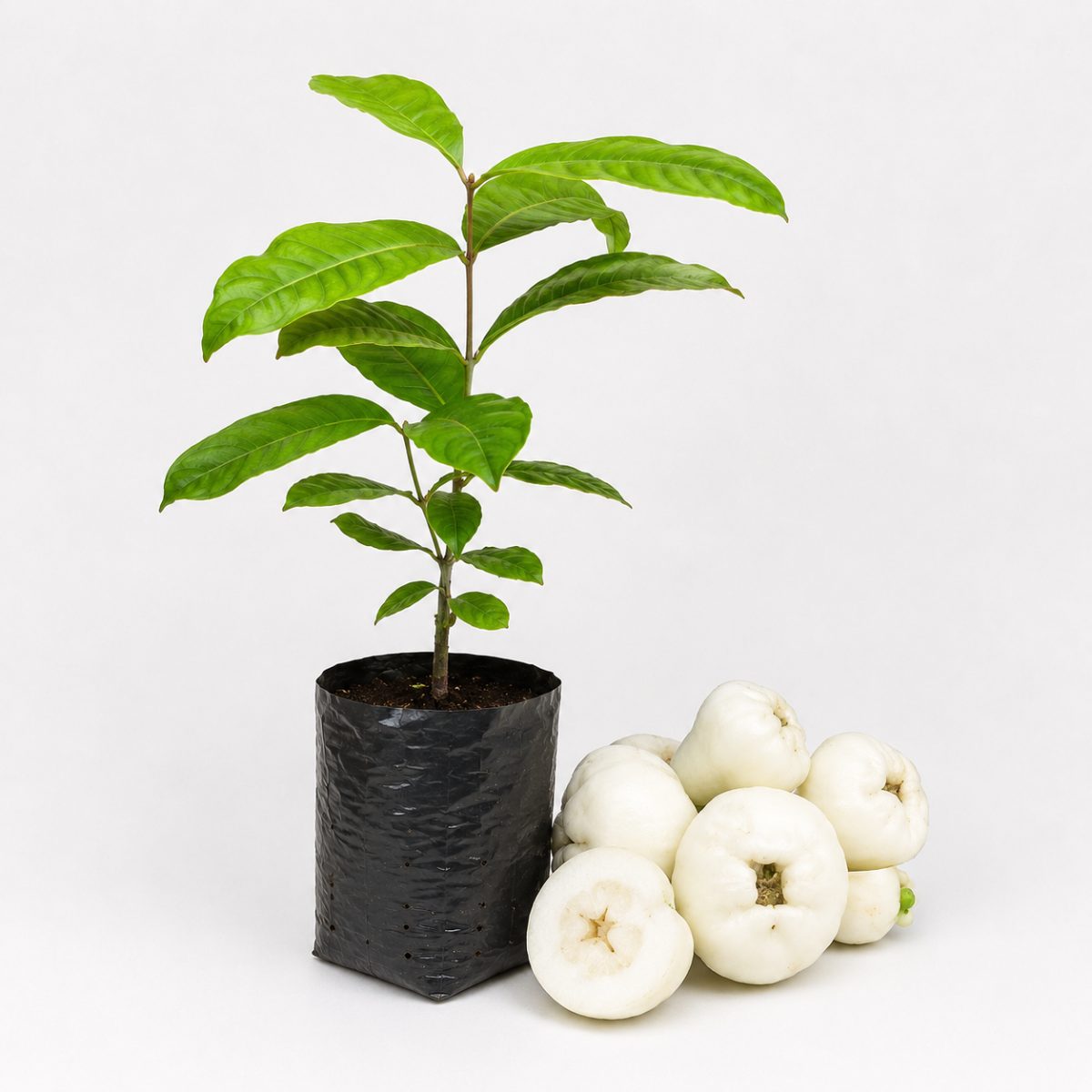Fruta Iorgute