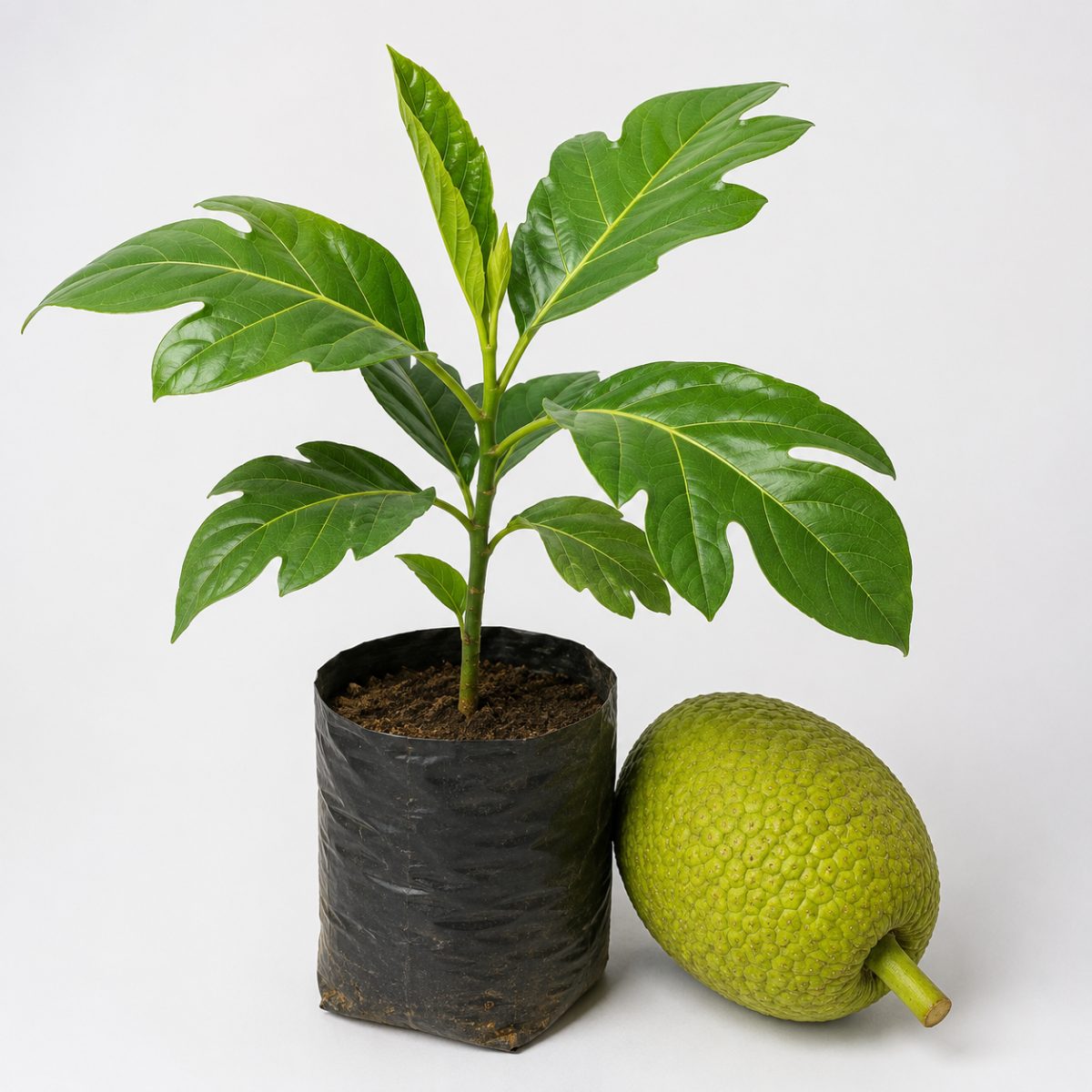 Fruta Pão