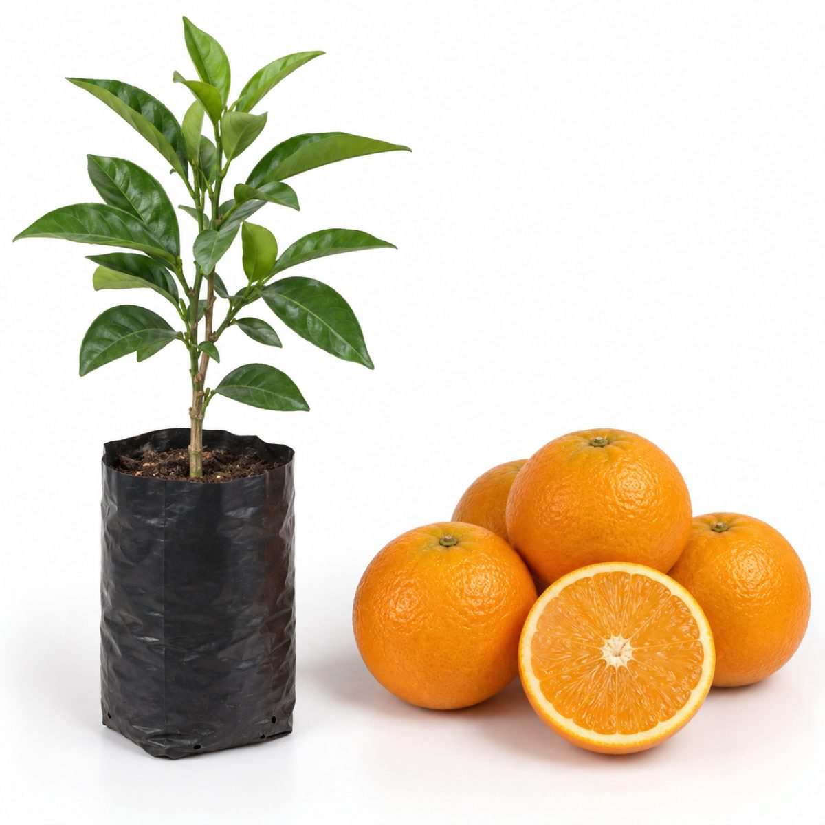 Laranja Abacaxi
