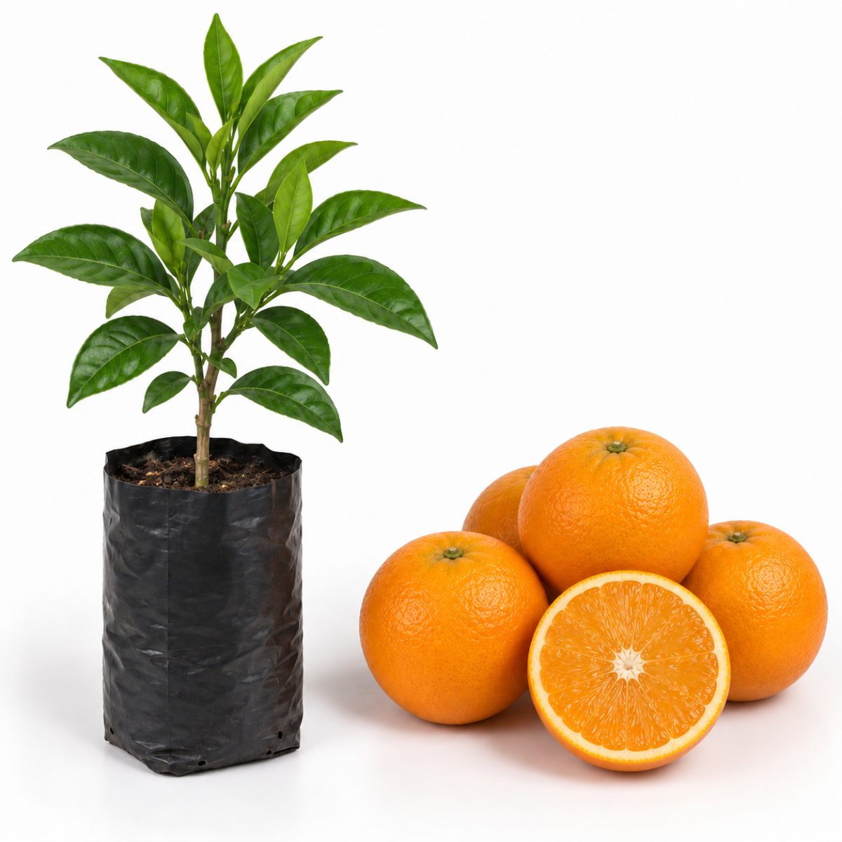Laranja Açúcar