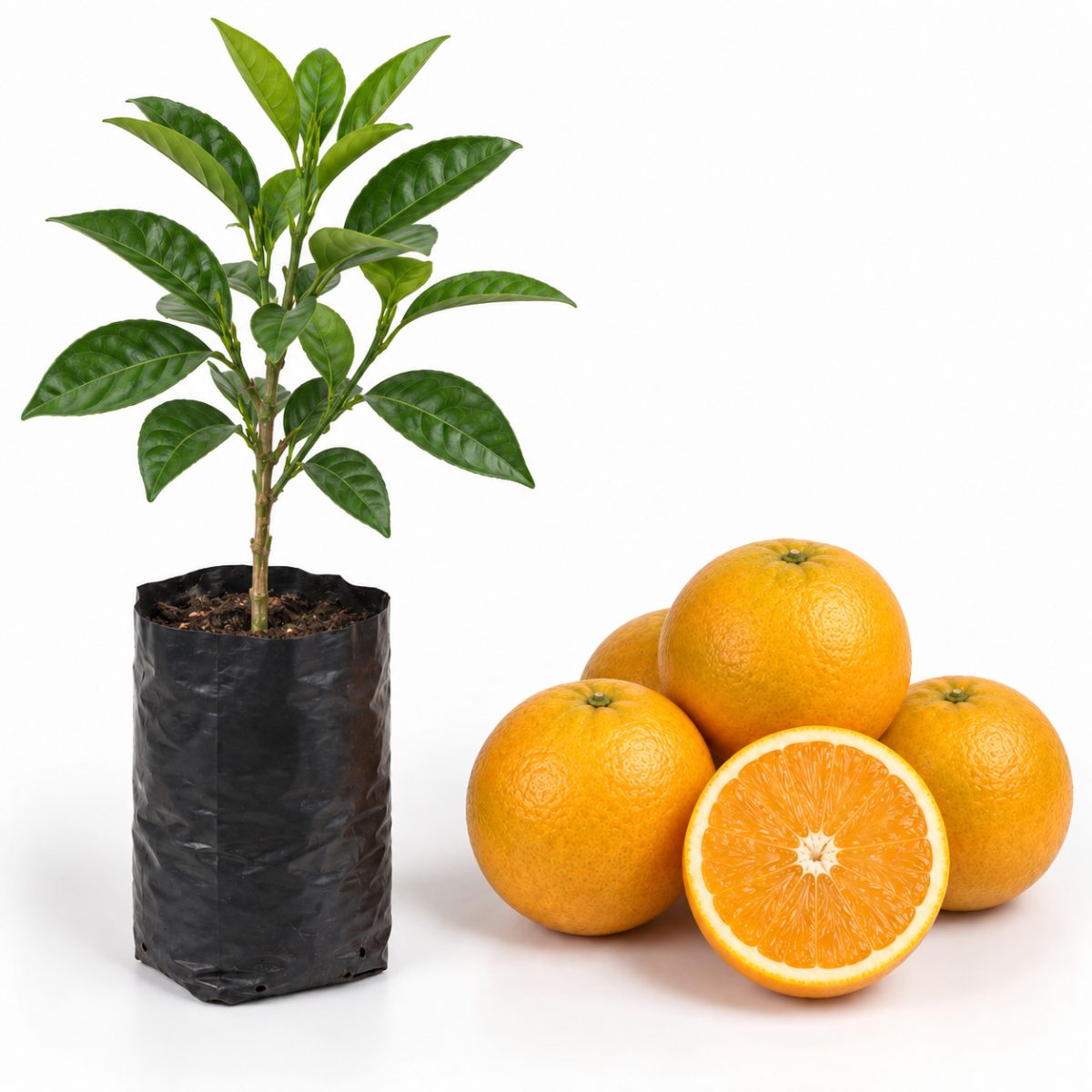 Laranja Champanhe