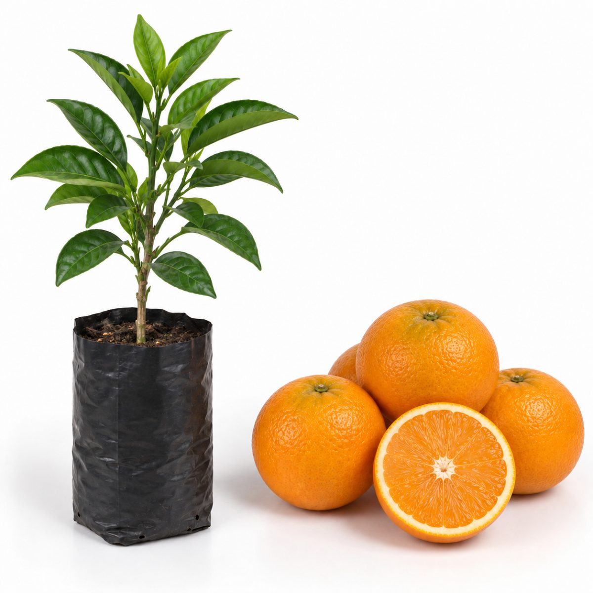 Laranja Imperial