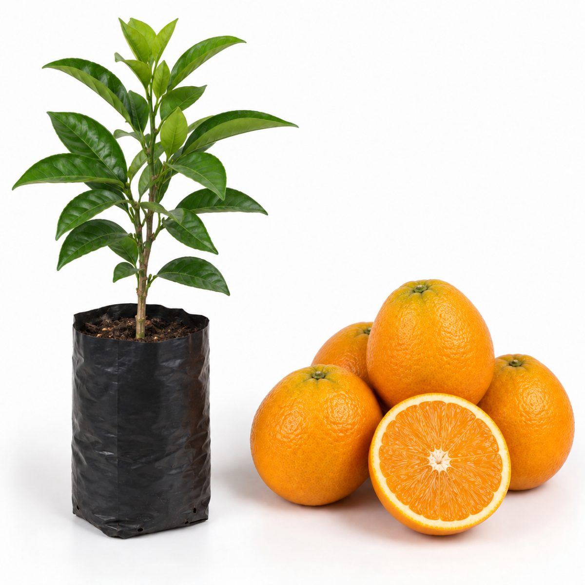 Laranja Pera