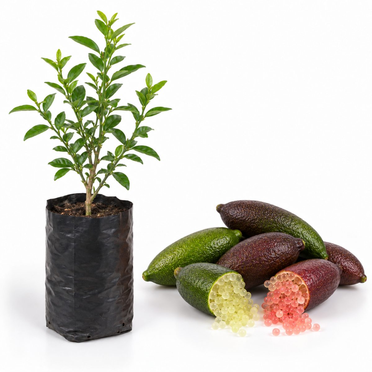 Limão Caviar