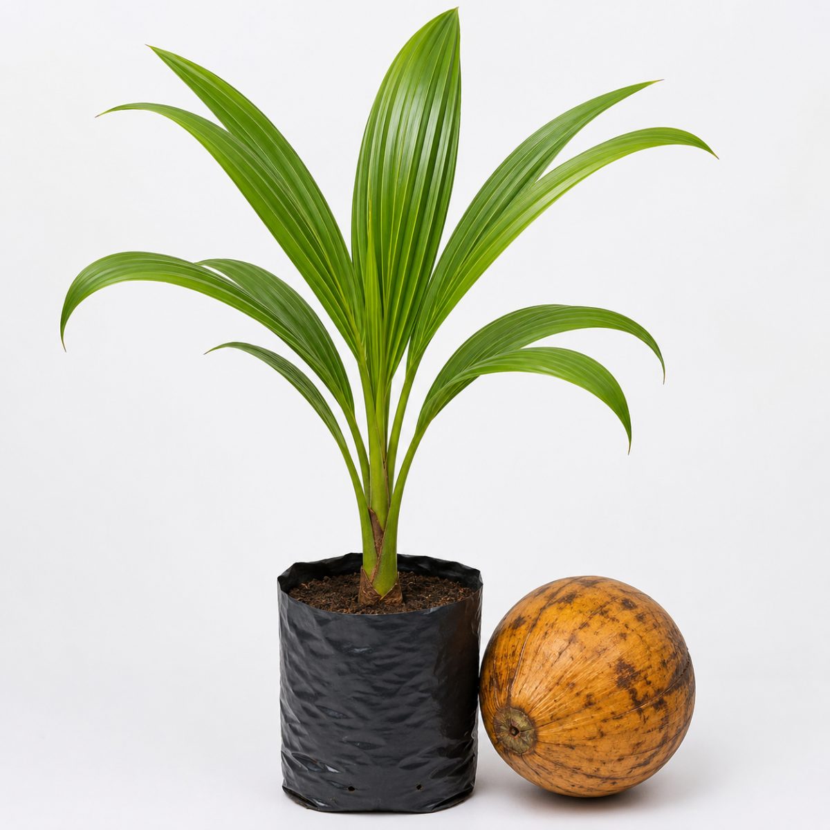 Mini Coco Anão
