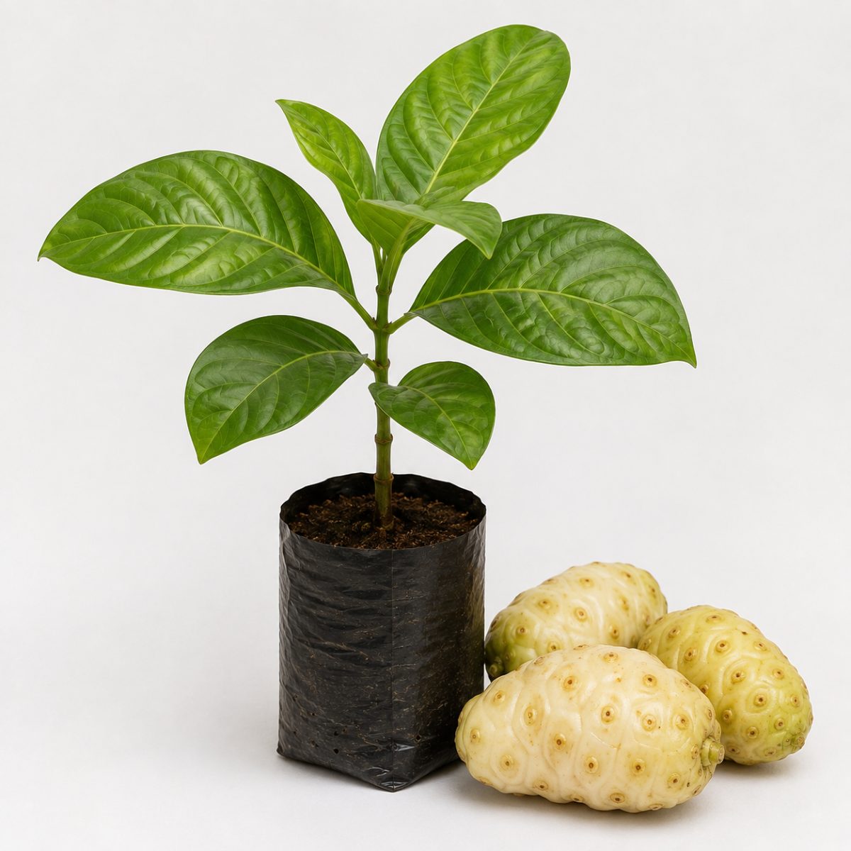 Noni