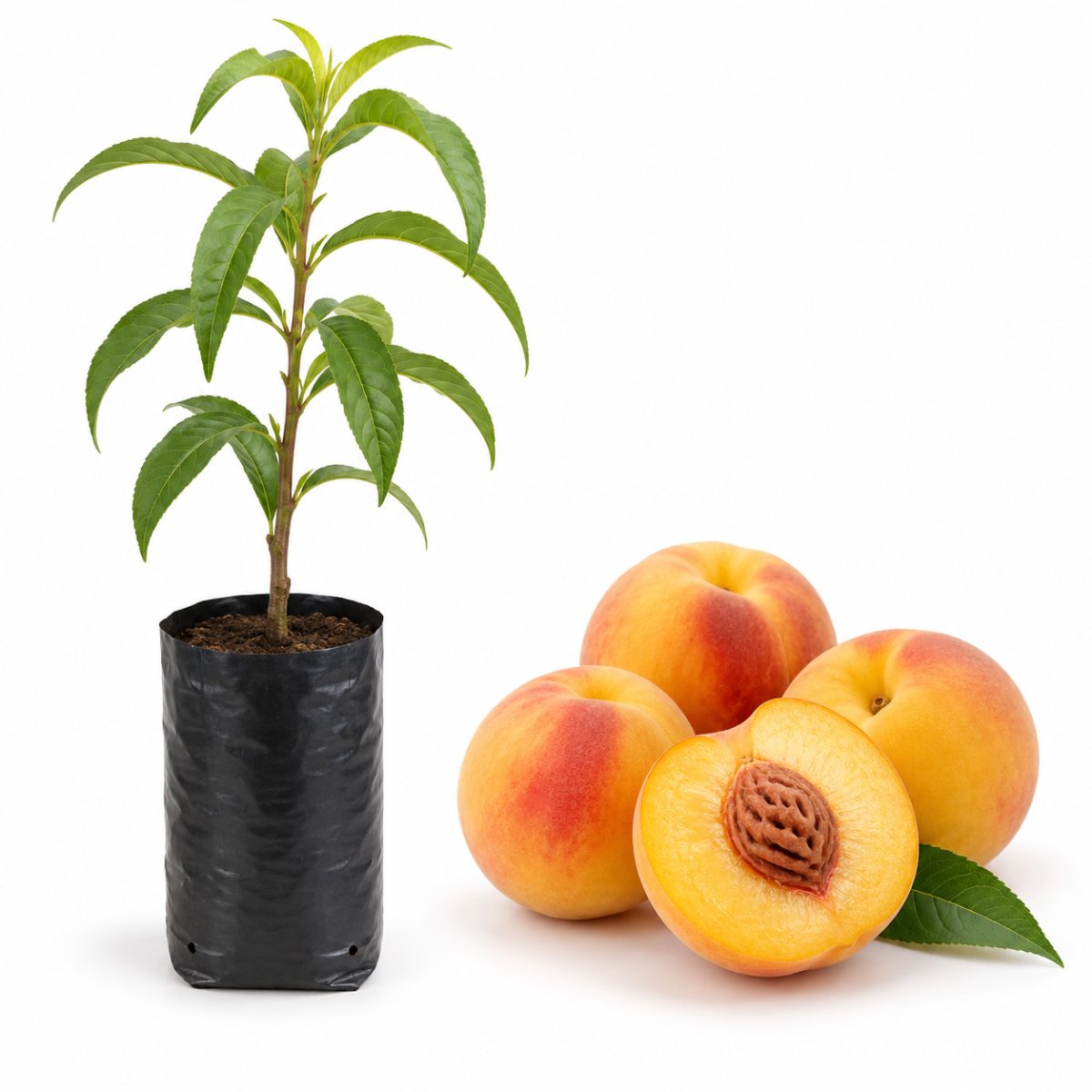 Pêssego Bolão de Ouro