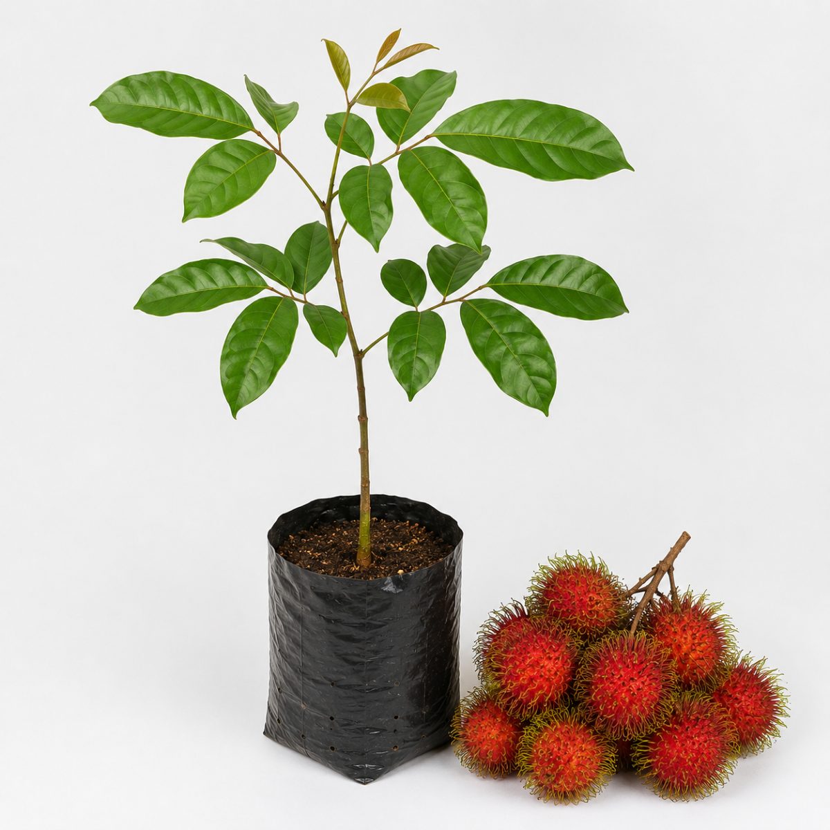Rambutam
