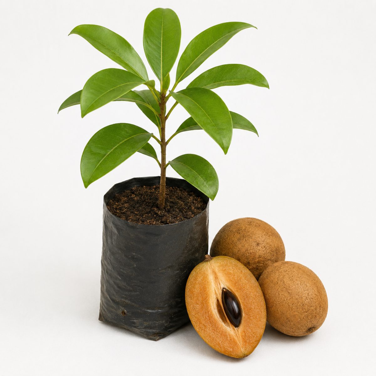 Sapoti