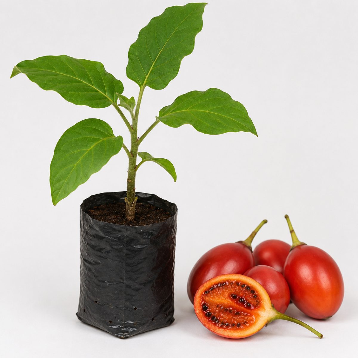 Tamarilho