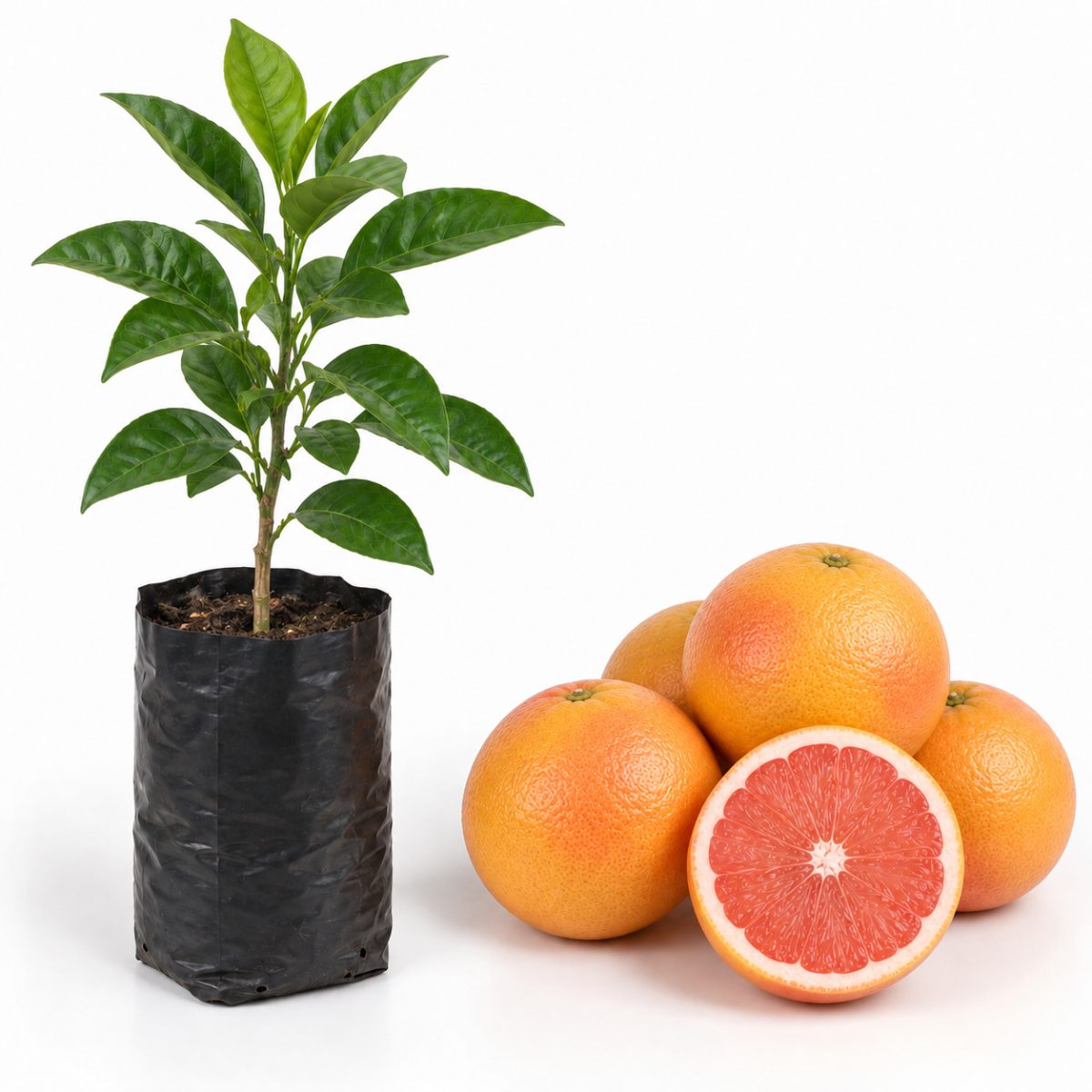 Toranja